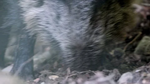 Close-Up of Wild Boar Snout Rooting – 4K Stock-Footage 321182635
