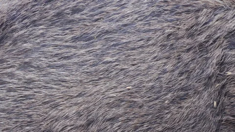 Close up of wild boar Sus scrofa pig. European nature. Stock Footage 252610225