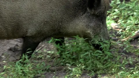 Close-up of a Wild Boar Walking in the Forest Stock Footage 268724759