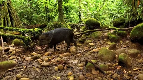 Close-up of a wild boar walking to the left in the forest. Stock Footage 145569446
