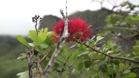 Close up Wild Bottle Brush Callistemon Citrinus Flower Stock Footage 82352427
