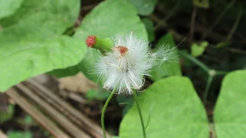 Close up of wild bud with the cluster of seeds spread by the wind Video stock 159762955