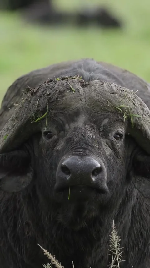 Close up of wild buffalo in the wild Stock Footage 331791743