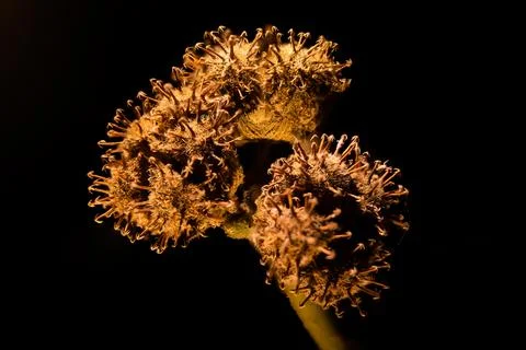 Close-Up of Wild Burr Cherry Fruit Growing in Nature Fotos de archivo