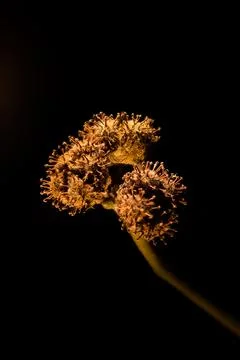 Close-Up of Wild Burr Cherry Fruit Growing in Nature Fotos de archivo