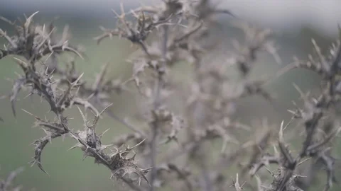 Close up of wild cardoon thistle Stock Footage 126427292