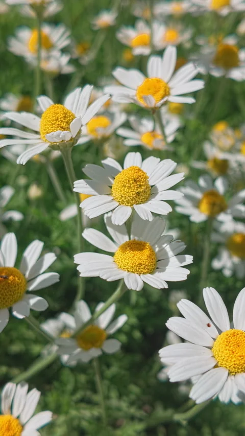 Close-up of wild chamomile (Matricaria chamomilla) flowers in sunny field Stock Footage 338135128