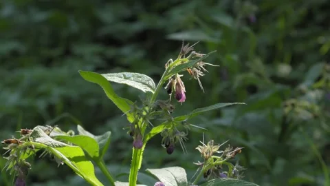 Close-Up of Wild Comfrey Flowers in Sunlight - 4K Slow Motion Nature Footage Stock Footage 337496206