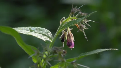 Close-Up of Wild Comfrey Flowers in Sunlight - 4K Slow Motion Nature Footage 库存影片 337496290