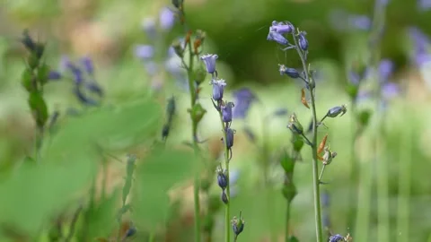 Close Up Of Wild Common Bluebell Flowers Blooming In A Green Spring Woodland Stock Footage 345548442