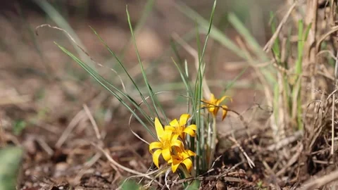 Close up of wild Crocus flavus in nature 動画素材 301528775