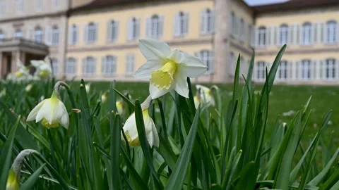 Close-up of wild daffodils and a palace in the background, 4K Stock Footage 153329967
