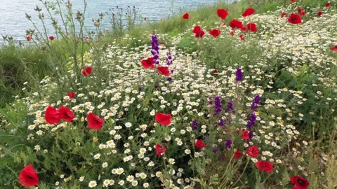 Close-up of wild daisies and red poppies located on the beach near of Tyulenovo Stock Footage 132255694