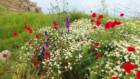 Close-up of wild daisies and red poppies Stock Footage 179323273