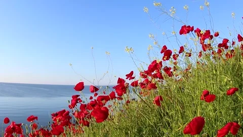 Close-up of wild daisies and red poppies Stock Footage 265655690