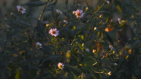 Close-up of wild daisy flowers at sunset in a forest. 動画素材 121993799