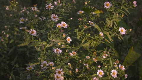 Close-up of wild daisy flowers at sunset in a forest. Vídeo Stock 122010095