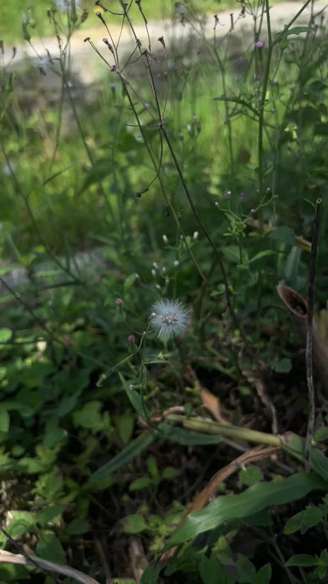 Close Up of Wild Dandelion Seed Head Swaying in Natural Green Background Stock Footage 329400191