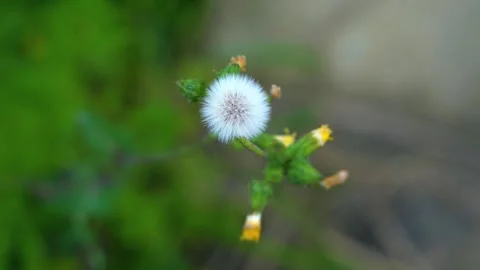 Close up of a wild dandelion seed head swaying gently in the breeze Stock Footage 342324414