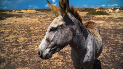 Up close wild donkey turning head in slow motion Stock-Footage 95482744