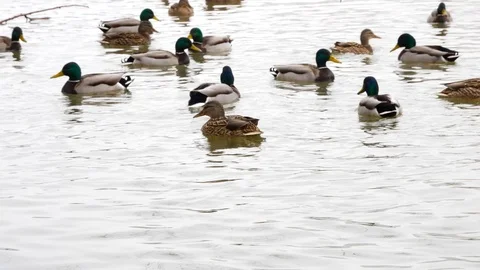 Close up of wild ducks in a winter pound Stock Footage 86261833