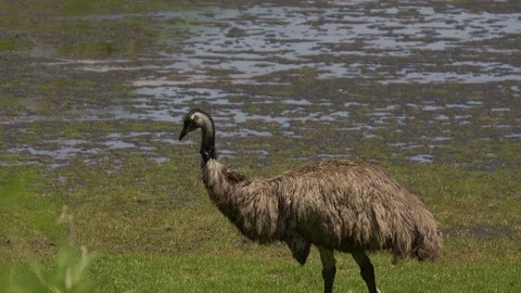 Close-up of a wild emu eating in the marshland Stock Footage