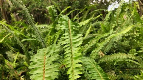 Close up on wild ferns 스톡 동영상 94820635
