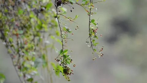 Close up of wild firethorn. Stock Footage 168916145