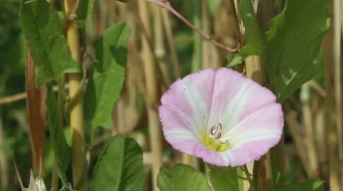 Close up of a wild flower in a grain field Vidéo 40301388