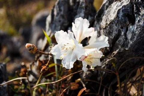 Close up of wild flower Stock Photos