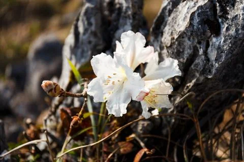 Close up of wild flower Stock Photos