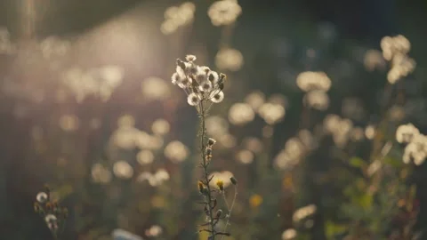 Close-up of a wild flower stem with fluffy seeds in a sunlit meadow. Soft golden Stockbeeldmateriaal 332948198