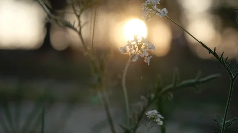 Close up of the wild flower at sunset in the forest. 3840x2160 Stock Footage 105580870