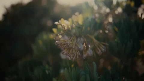 Close up of wild flower in warm sunset light with cinematic motion Stock Footage 335241894