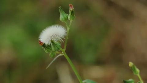Close up of wild flower with white fluffy seeds in nature field background Stock Footage 344639581