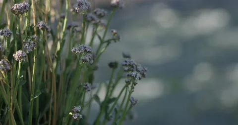 Close up wild flowers with flowing river in background Stock Footage 172531137