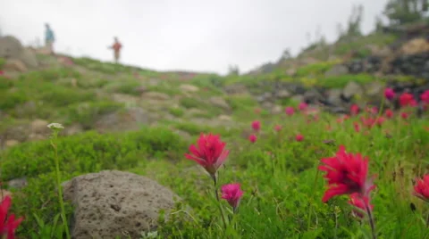 Close up of wild flowers Stock Footage 59573727
