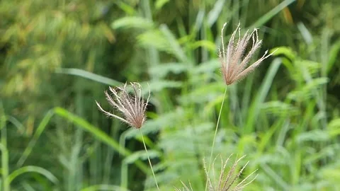 Close up wild flowers Stock Footage 133799204