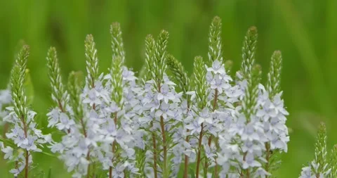Close up of wild flowers Stock Footage 160503717