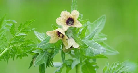 Close up of wild flowers Stock Footage 160503727