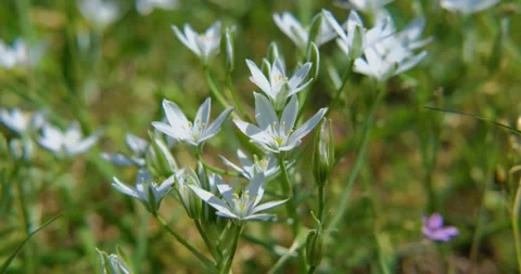 Close up of wild flowers Stock Footage 162808466