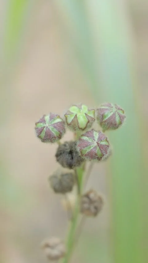 Close Up of wild flowers Stock Footage 326098057