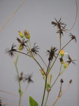 Close up of Wild Flowers Stock Photos