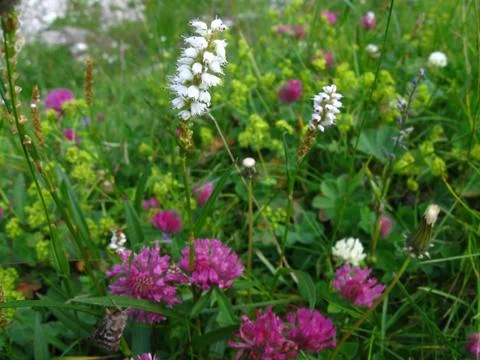 Close up to wild flowers Stock Photos