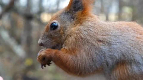 Close up of wild fluffy squirrel eating found walnuts at autumn park. Cute .. Stock Photos