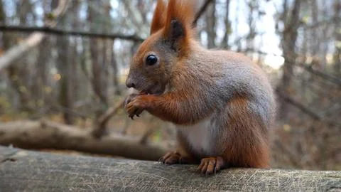 Close up of wild fluffy squirrel eating found walnuts at autumn park. Cute .. Stock Photos
