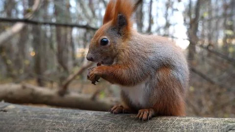 Close up of wild fluffy squirrel eating found walnuts at autumn park. Cute .. Stock Photos