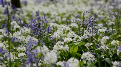 Close up of wild forest flowers Stock Footage 37557789