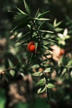 Close-up of wild forest plant with a single red berry among sharp green lea.. Stock Photos