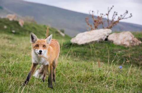 Close up wild fox looking up in expectation outdoors. Caucasus, Russia Stock Photos